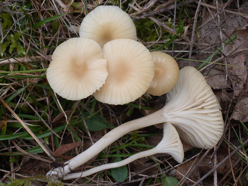 Hygrocybe virginea